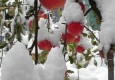 Jabuke sa snijegom
